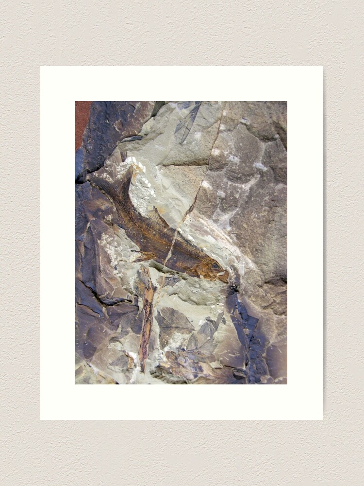 Thumbnail 2 of 3, Art Print, Fish Fossil - Photography by Avril Thomas - Adelaide / South Australia Artist designed and sold by AvrilThomasart.