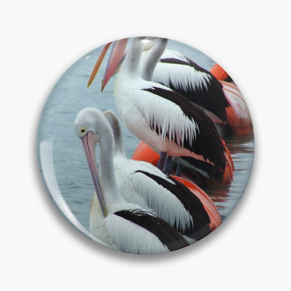 Item preview, Pelican - Photography by Avril Thomas - Adelaide / South Australia Artist designed and sold by AvrilThomasart.