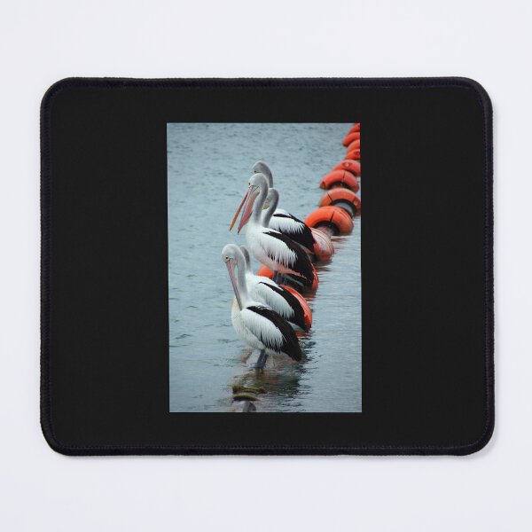 Item preview, Pelican - Photography by Avril Thomas - Adelaide / South Australia Artist designed and sold by AvrilThomasart.