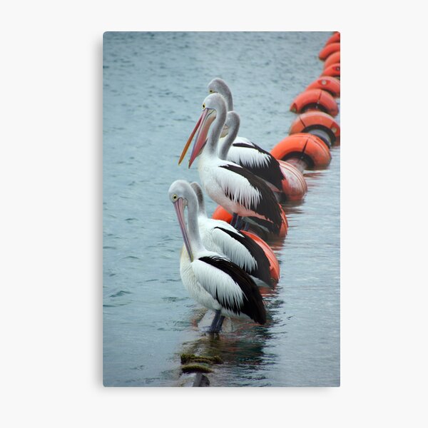 Pelican - Photography by Avril Thomas - Adelaide / South Australia Artist Metal Print