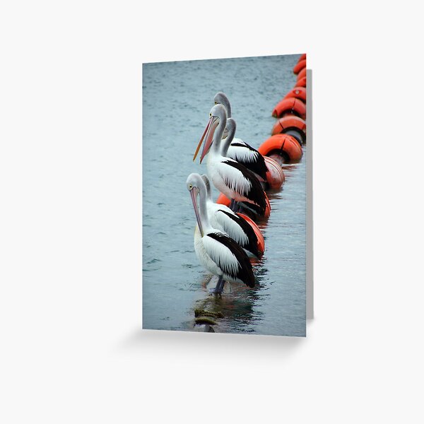 Pelican - Photography by Avril Thomas - Adelaide / South Australia Artist Greeting Card