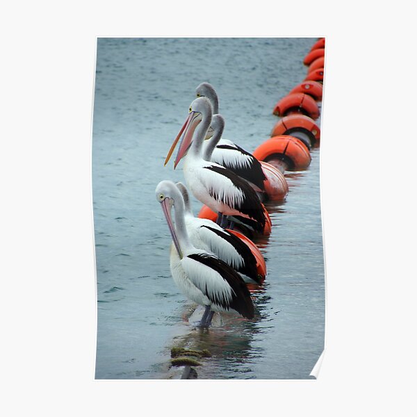 Pelican - Photography by Avril Thomas - Adelaide / South Australia Artist Poster