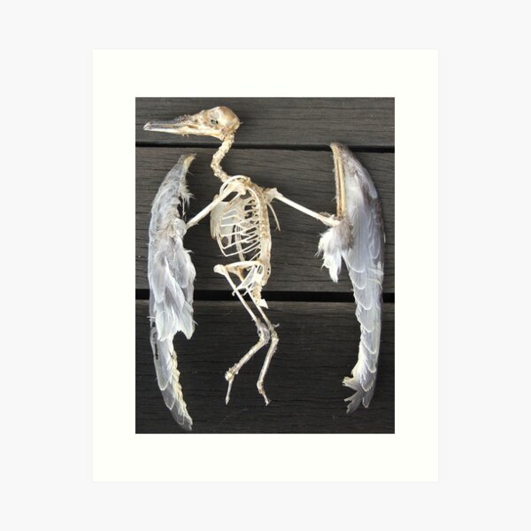 Found bird Skeleton - Photography  by Avril Thomas - Adelaide / South Australia Artist Art Print