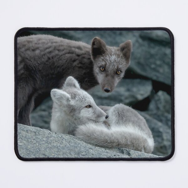 Item preview, Beautiful Arctic Foxes playing on the rocks in Autumn, Wild and Beautiful, Mesmerizing Eyes designed and sold by Orianah.