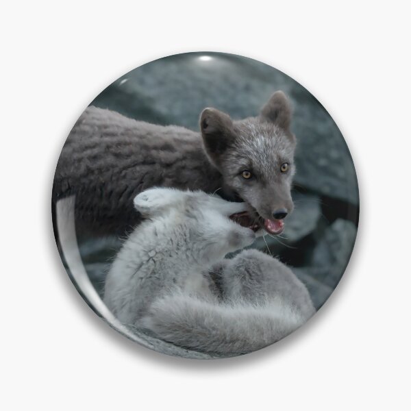 Item preview, Beautiful Arctic Foxes playing on the rocks in Autumn, Wild and Beautiful, Mesmerizing Eyes designed and sold by Orianah.