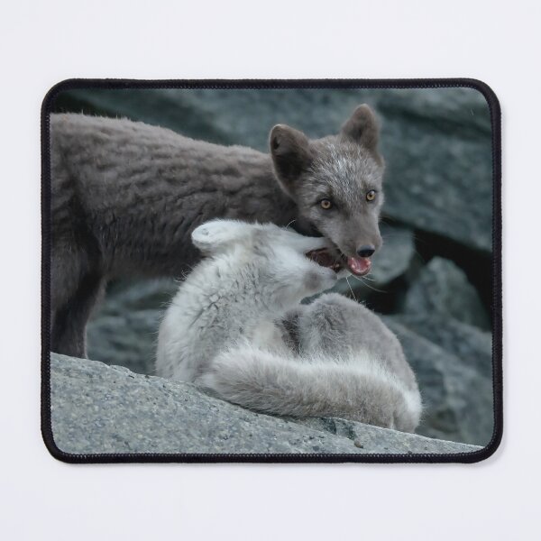 Item preview, Beautiful Arctic Foxes playing on the rocks in Autumn, Wild and Beautiful, Mesmerizing Eyes designed and sold by Orianah.