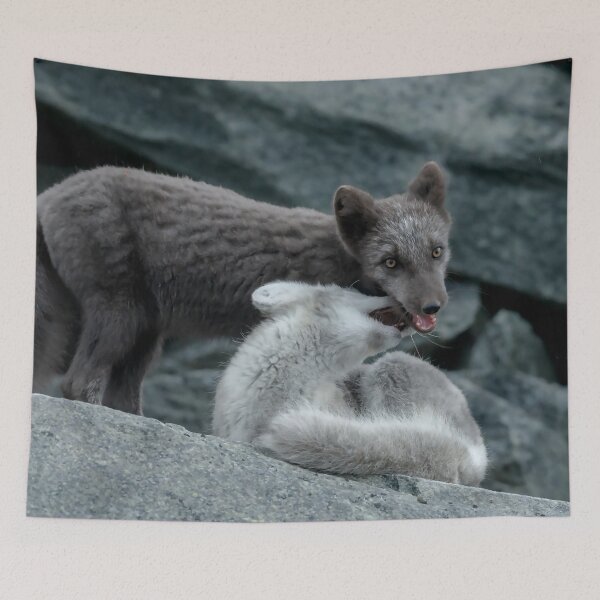 Item preview, Beautiful Arctic Foxes playing on the rocks in Autumn, Wild and Beautiful, Mesmerizing Eyes designed and sold by Orianah.