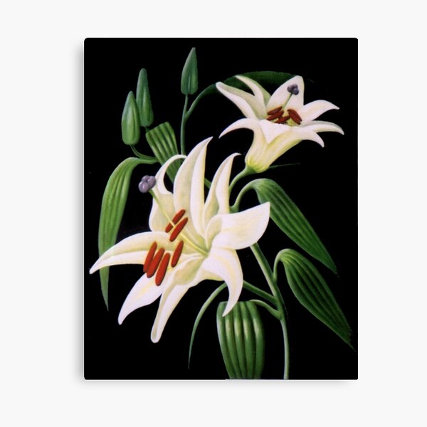 Lillies 99 - Oil painting by Avril Thomas - Adelaide / South Australia Artist Canvas Print
