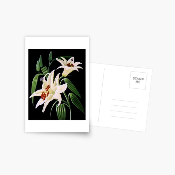 Lillies 99 - Oil painting by Avril Thomas - Adelaide / South Australia Artist Postcard