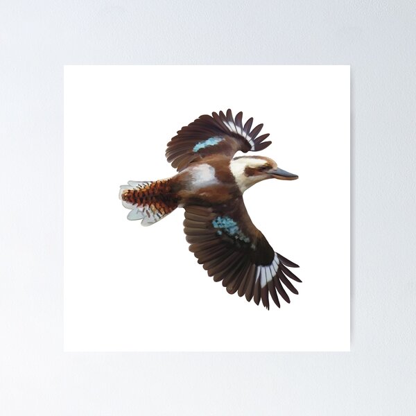Item preview, Flying Kookaburra, an Australian icon. Flashing it’s blue plumage, realistically illustrated. designed and sold by PlumpPlumStudio.