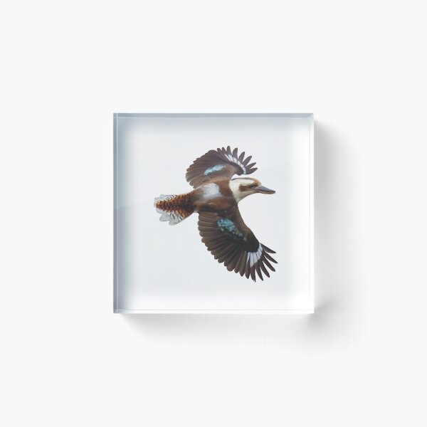 Item preview, Flying Kookaburra, an Australian icon. Flashing it’s blue plumage, realistically illustrated. designed and sold by PlumpPlumStudio.