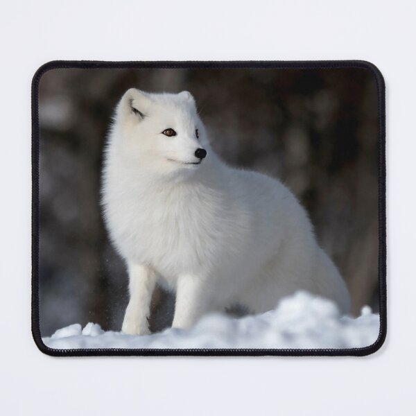 Item preview, Stunning Arctic Fox, Wild and Beautiful, Mesmerizing Eyes in a winter paradise designed and sold by Orianah.