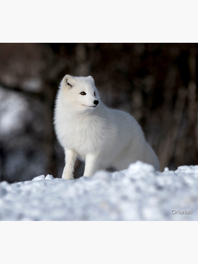 Arctic iceland fox Water Bottle by Augustinet