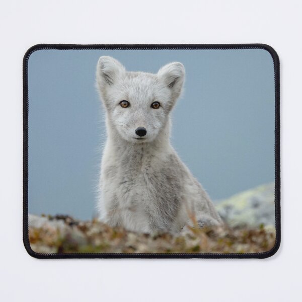 Item preview, Stunning Arctic Fox, Wild and Beautiful, Mesmerizing Eyes in a winter paradise designed and sold by Orianah.