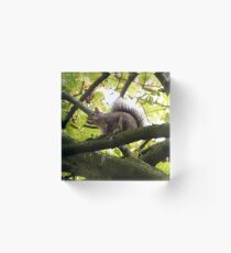 Squirrel Acrylic Block