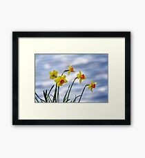 Daffodils Framed Print
