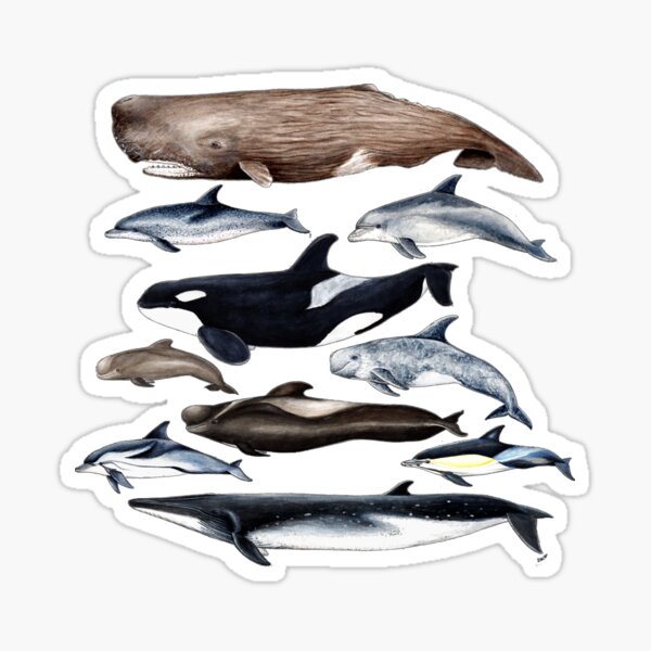 Wale, Delfine, Orca und Pottwale Sticker