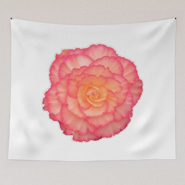 Item preview, Peachy-pink Begonia designed and sold by LadyKandis.
