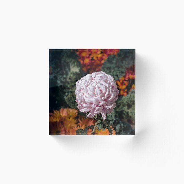 Artikelvorschau, Dahlie blüht in einem Blumenbeet mit Chrysanthemen entworfen und verkauft von Michael Deemer.