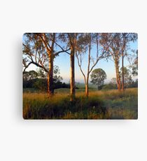 Dawn in the bush Metal Print