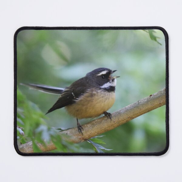 Item preview, Cute fantail photography  designed and sold by -Lily-Anne-.