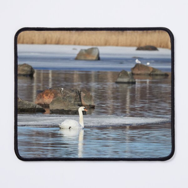 Item preview, Silently swimming in the ice water. Mute swan designed and sold by Jouko Lehto Photography.