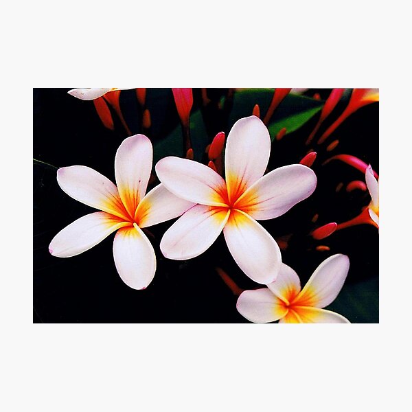 Aperçu de l'œuvre frangipani blossoms from home créée et vendue par SusanC.