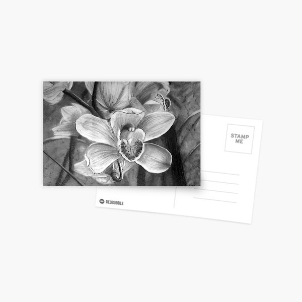 Orchids - Drawing by Avril Thomas - Adelaide / South Australia Artist Postcard
