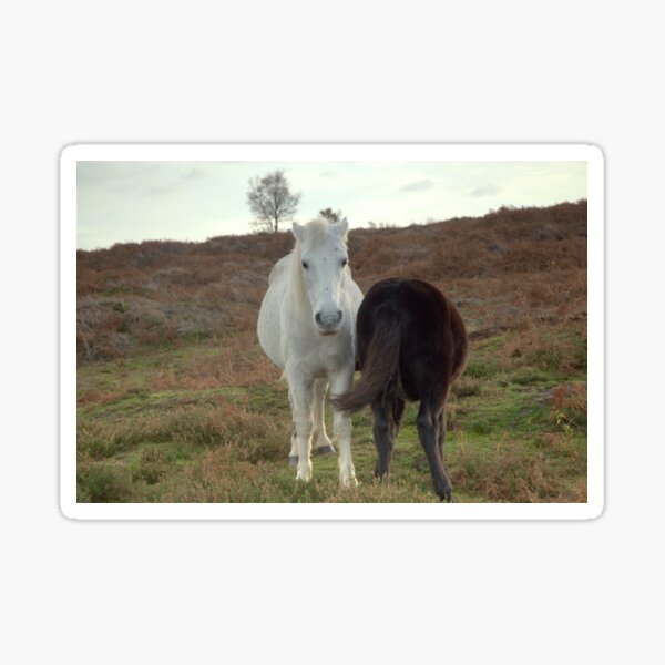 "Dartmoor ponies in Norfolk" Sticker by Billlee Redbubble