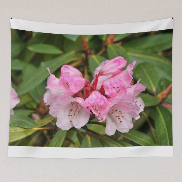 Item preview, Pink and white Rhododendron, Dandenong Ranges, Australia designed and sold by FranWest.