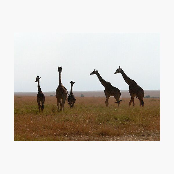 Item preview, Giraffes Africa designed and sold by Robert Blamey.