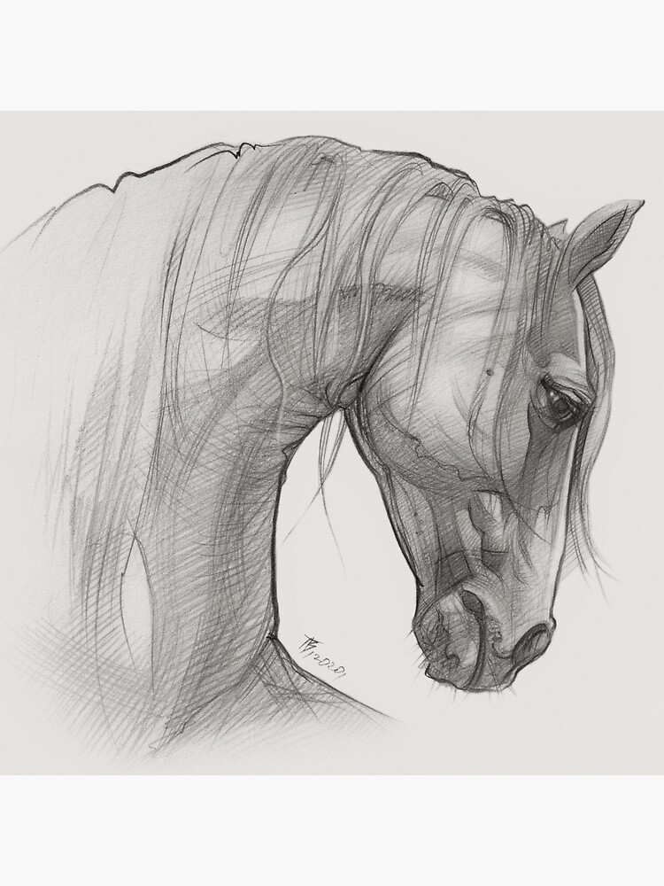 caballo  Horse art drawing, Horse drawings, Pencil art drawings