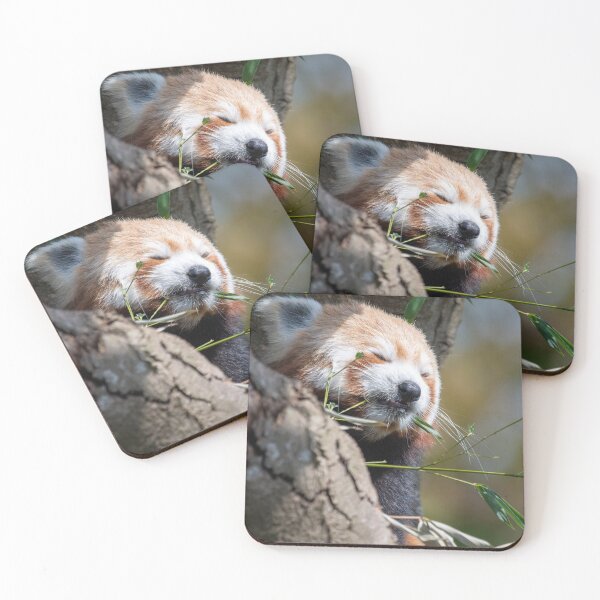 Item preview, Dozing red panda designed and sold by cdkphotos.
