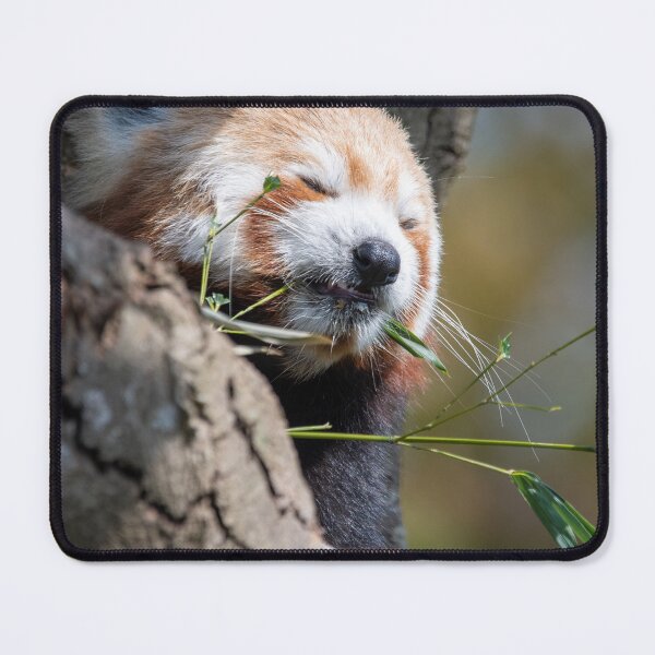 Item preview, Dozing red panda designed and sold by cdkphotos.