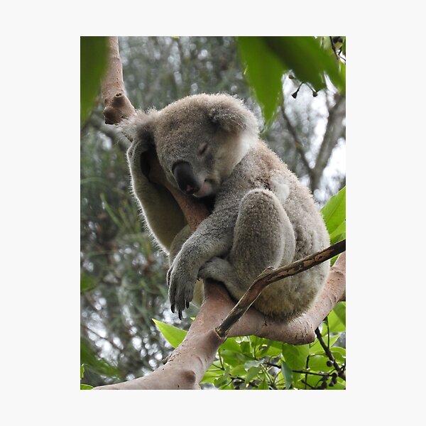 Australian Koala Photographic Prints for Sale