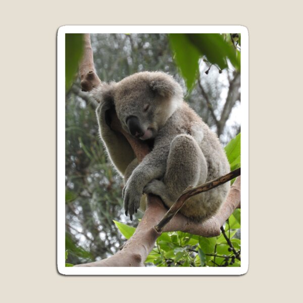 Koala Magnet