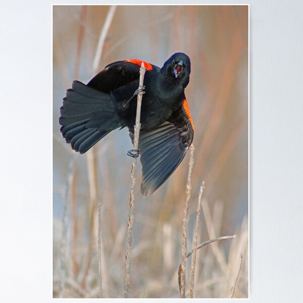 Item preview, Redwing Blackbird designed and sold by Karen  Helgesen.