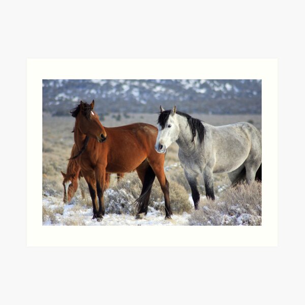 Snow Mustangs Art Print