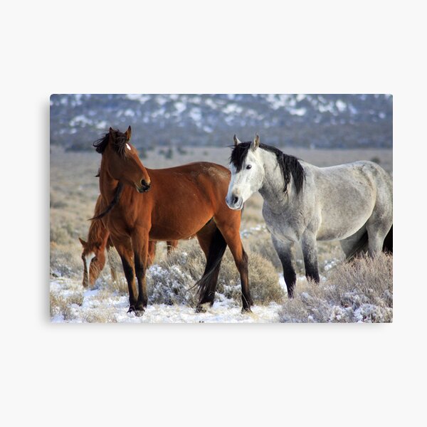 Snow Mustangs Canvas Print