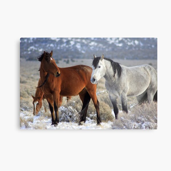 Snow Mustangs Metal Print