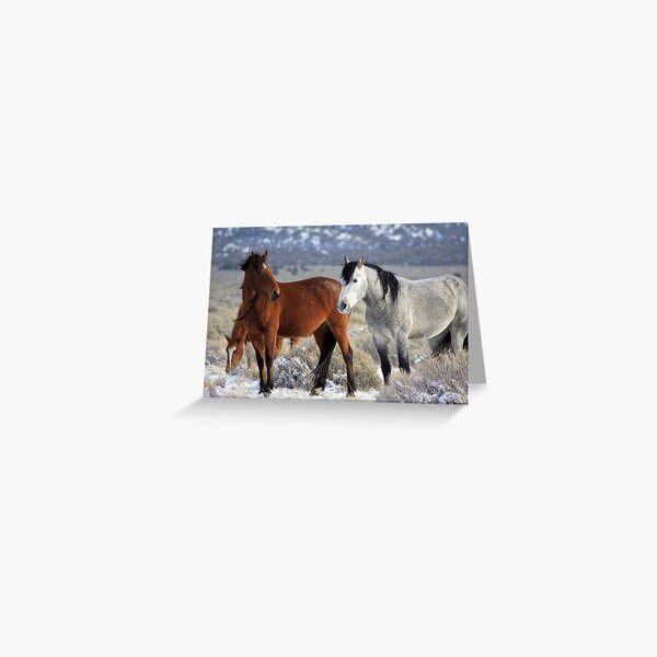 Snow Mustangs Greeting Card