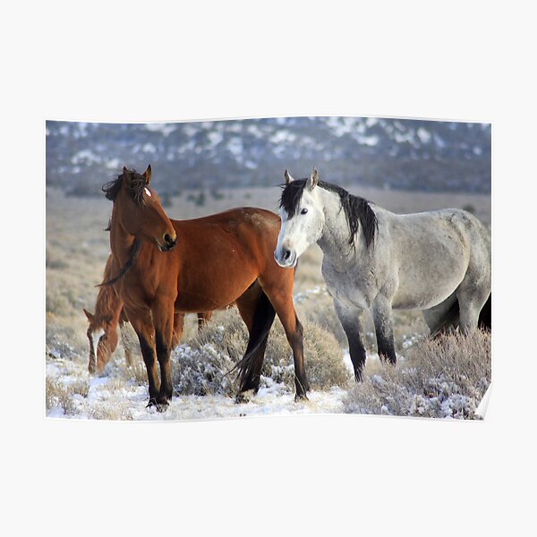 Snow Mustangs Poster