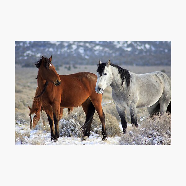Snow Mustangs Photographic Print