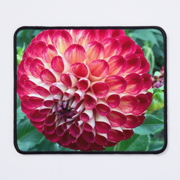 Item preview, Dalia Delight “The Bold Flower” Uk. designed and sold by Angela Haig-Harrison.