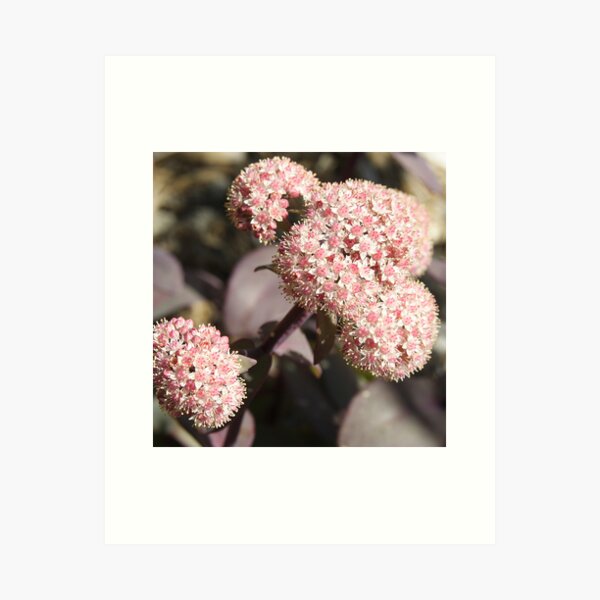 Black leaf Sedum Art Print