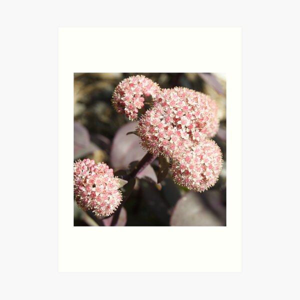 Black leaf Sedum Art Print