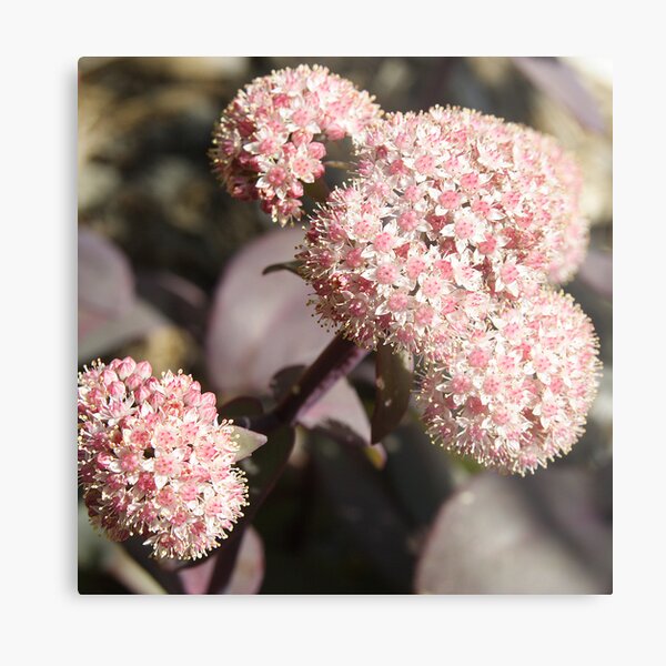 Black leaf Sedum Metal Print