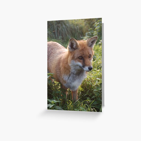 Curious Fox Greeting Card