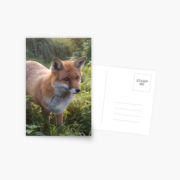 Curious Fox Postcard