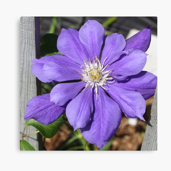 Clematis Canvas Print